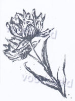 bloem 7