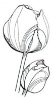 Tulp