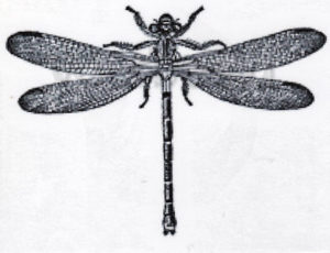 Beeswax - Large Dragonfly