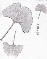 Ginkgo leaf